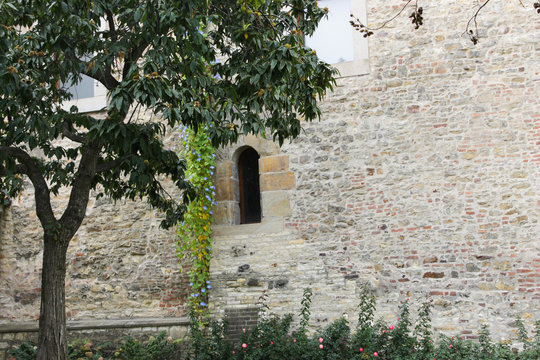 Old wall in Prague castle with tree