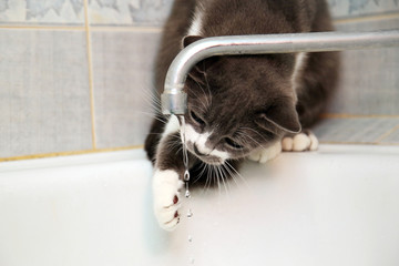 Gray cat drinks water from an old tap