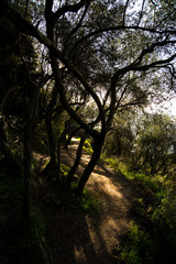 Obraz premium woodland