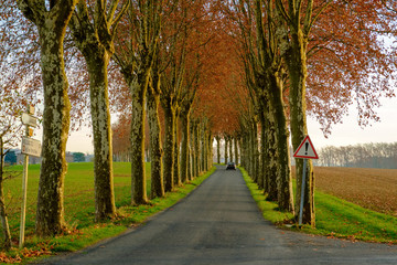 Route du Tarn droite avec platanes, automne, Occitanie, France