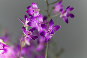 Fototapeta na wymiar Flowers of a dendrobium orchid (Dendrobium kingianum)