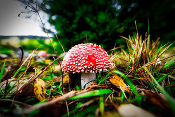 Single amanita dramatic light