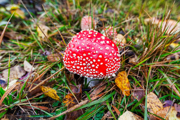 Single amanita meadow