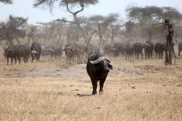 a water buffalo breaks from the herd in the Serengeti, Tanzania