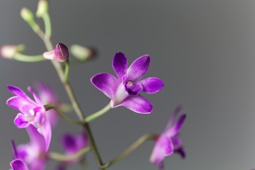 Flowers of a dendrobium orchid (Dendrobium kingianum)