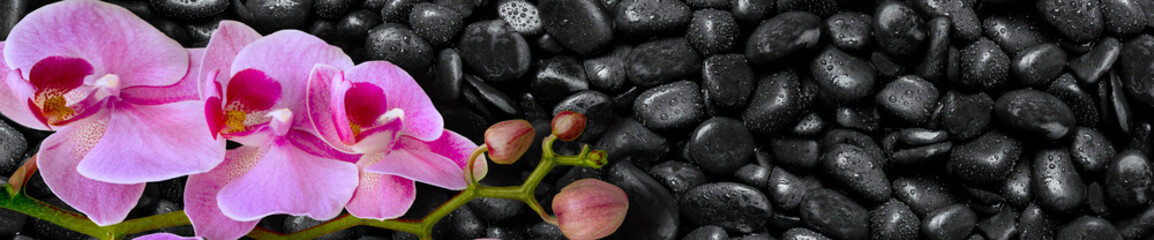 Fototapeta na wymiar Pink Orchid lies on black stones