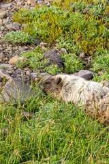 marmot slinking low to the ground through alpine meadow low to the ground