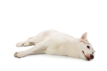 Fototapeta na wymiar lazy siberian husky lying on the floor