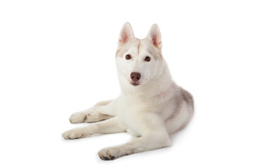 lazy siberian husky sitting on the floor