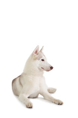 gorgeous siberian husky sitting on the floor