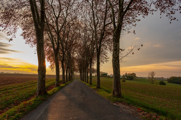 Route bordée de platanes avec champs labourés au coucher de soleil, automne, Tarn, France