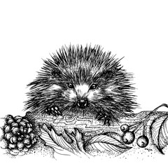 Portrait of a cute hedgehog climbing over a log. Vector hand drawn illustration. Monochrome drawing isolated on white background