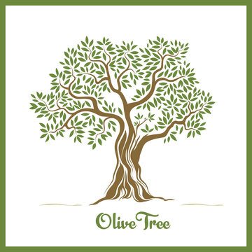 Olive tree / Zeytin ağacı