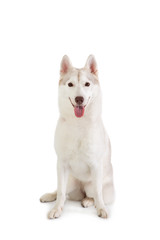 Naklejka na ściany i meble gorgeous siberian husky sitting with tongue sticking out