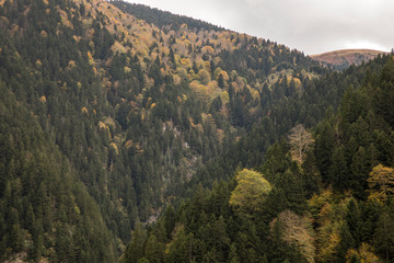 Forest ,Wild Nature