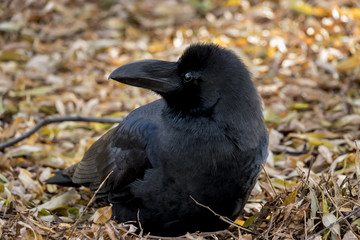 カラス横顔