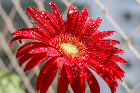 Red gerbera after the rain
