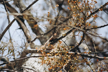squirrel on the tree in park