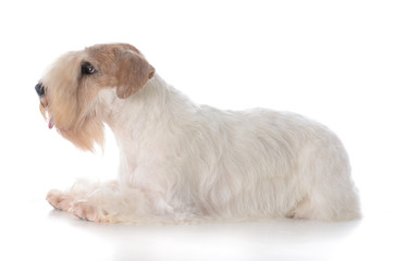 female sealyham terrier puppy