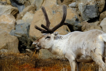 Close up single white reindeer, Finnmark,  Norway