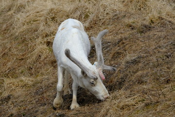 Obraz na płótnie Canvas White single reindeer grazing, Artic Norway, Scandinavia
