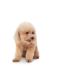 cute curly-haired poodle