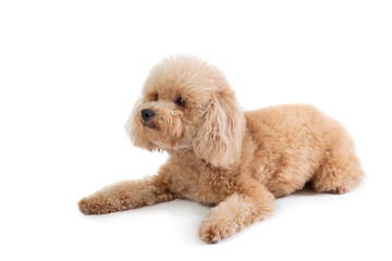 curly-haired poodle lying on the floor