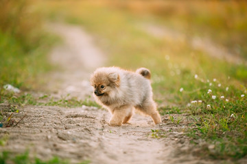 Young Puppy Pomeranian Spitz Puppy Dog Walking In Sandy Countrys