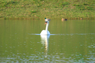 Swan on lake