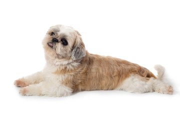 cute lazy shih tzu dog lying on the floor