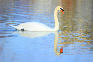 Swan on lake