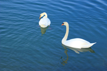 Swans on lake © Simun Ascic