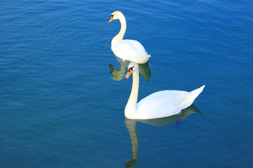 Swans on lake