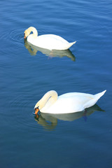 Swans on lake © Simun Ascic