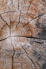 Fototapeta premium The old wood texture with natural patterns. Cross-section of the old tree