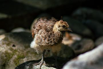 Mini Peacock