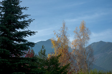 Beautiful mountain scenery with pine and birch trees