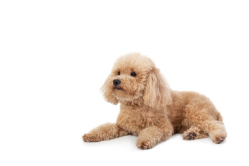 curly-haired poodle lying on the floor