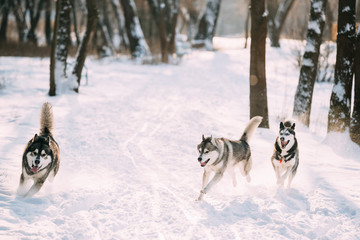 Three Funny Siberian Husky Dogs Running Together Outdoor In Snow