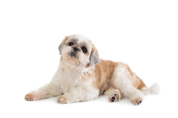 Fototapeta premium cute lazy shih tzu dog lying on the floor