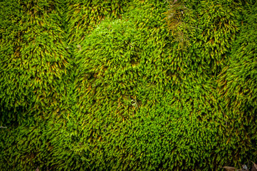 Superb Soft green moss