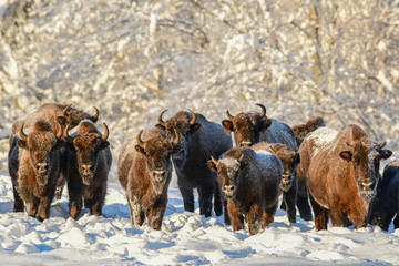 Wisent (Bison bonasus) in the meadow. Winter in Bieszczady Mountains. Poland.