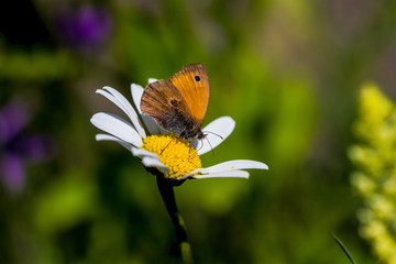 Kleines Wiesenvögelchen