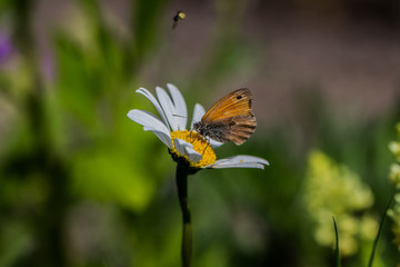 Kleines Wiesenvögelchen