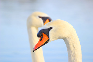 Fototapeta premium Swan's close up