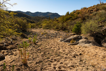 Dry wash stream bed and cactus in the arid desert near Prescott, Arizona