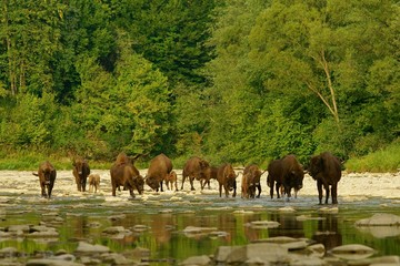 Wisents (Bison bonasus) in the San river. Bieszczady Mountains. Poland.
