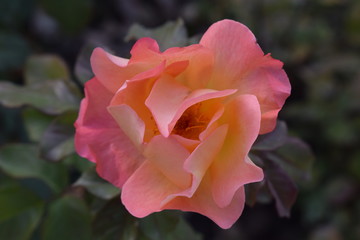 beauty rose