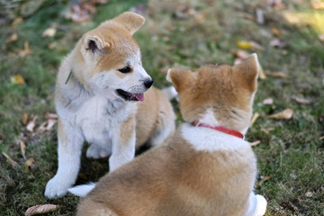 brother and sister baby dog playing and communicating