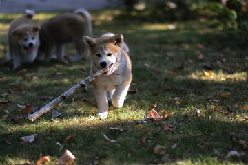 beautiful puppy playing with toys in garden